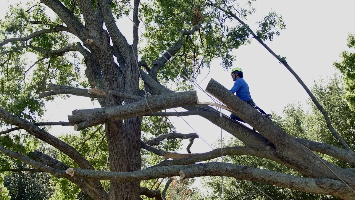 Professional Hazardous Tree Removal performed by certified arborists in Arbon